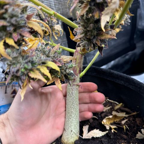 White Widow Automatic #2 growlog timeline photo