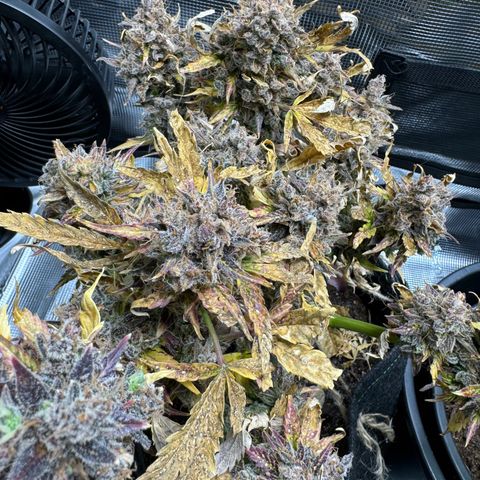 White Widow Automatic #2 growlog timeline photo
