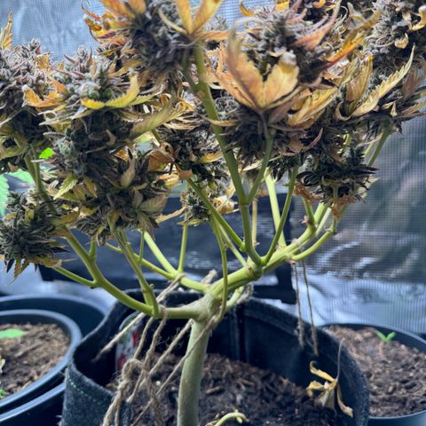 White Widow Automatic #2 growlog timeline photo