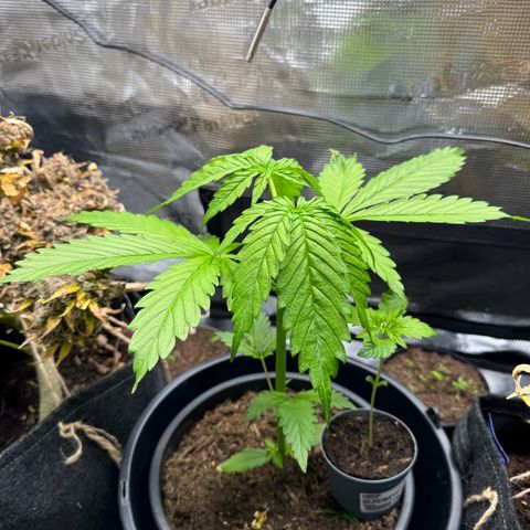 White Widow Automatic #2 growlog timeline photo