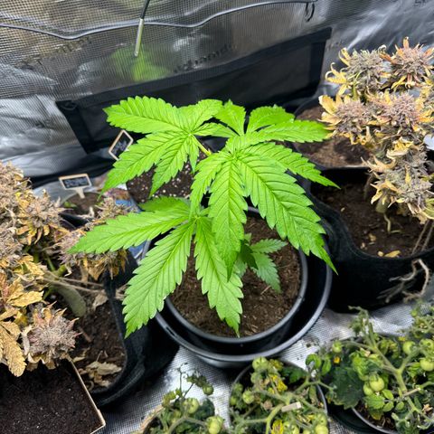 White Widow Automatic #2 growlog timeline photo