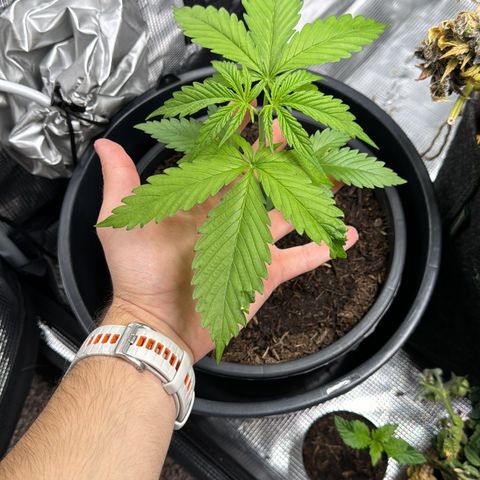 White Widow Automatic #2 growlog timeline photo