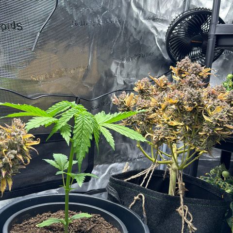 White Widow Automatic #2 growlog timeline photo