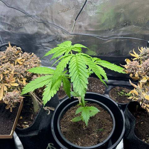 White Widow Automatic #2 growlog timeline photo