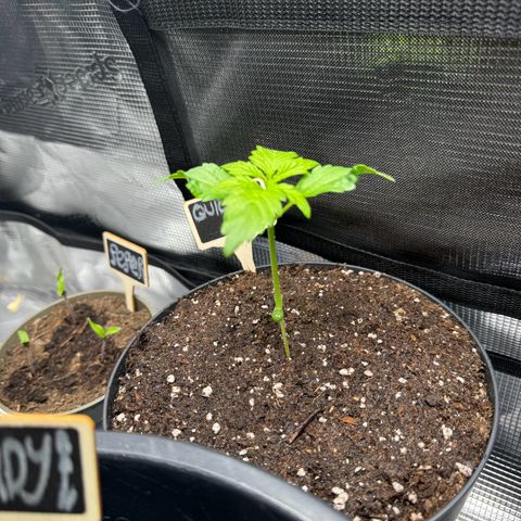 White Widow Automatic #2 growlog timeline photo