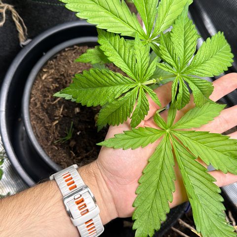 White Widow Automatic #2 growlog timeline photo