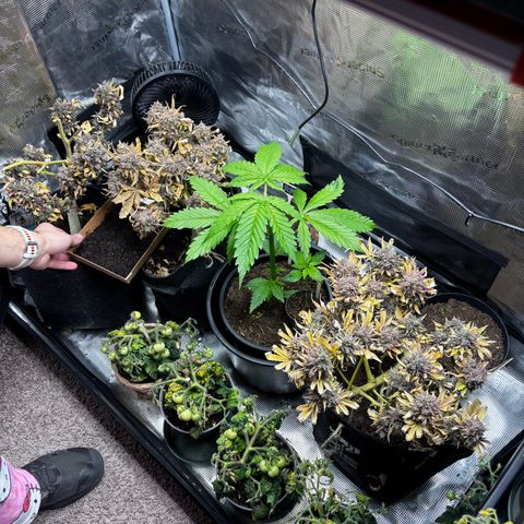 White Widow Automatic #2 growlog timeline photo