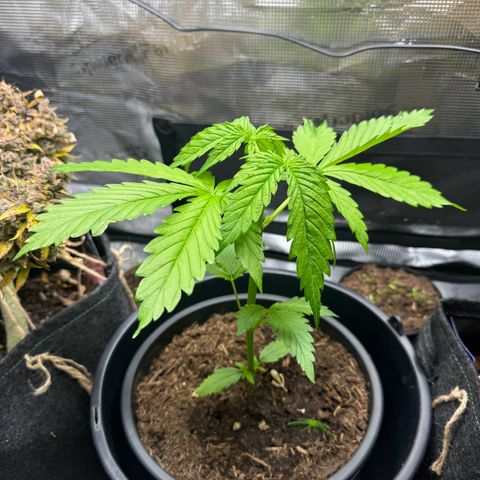 White Widow Automatic #2 growlog timeline photo