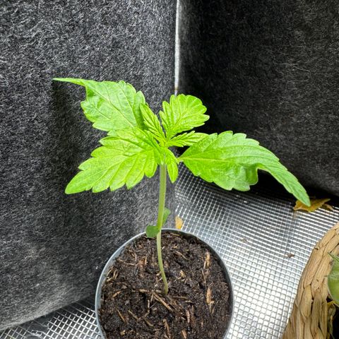 White Widow Automatic #2 growlog timeline photo