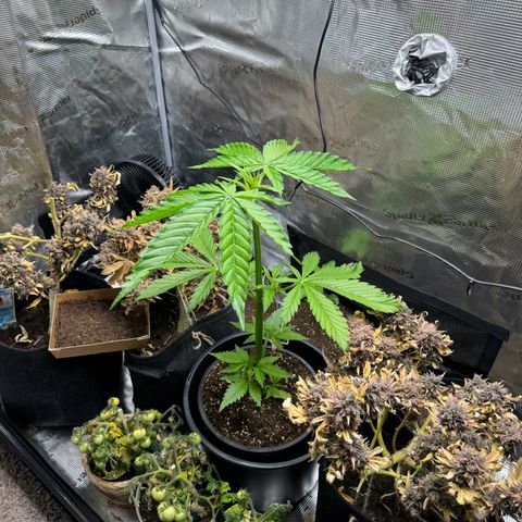 White Widow Automatic #2 growlog timeline photo
