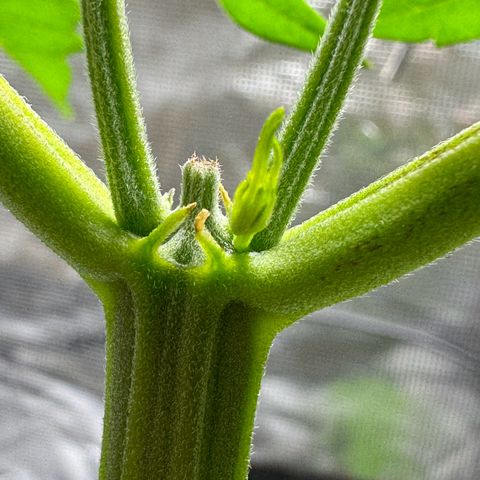 White Widow Automatic #2 growlog timeline photo