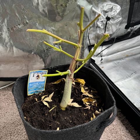 White Widow Automatic #2 growlog timeline photo