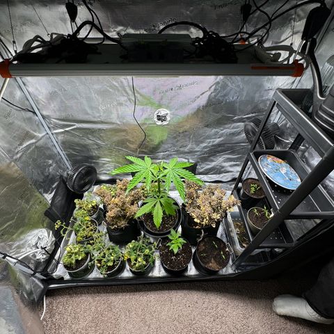White Widow Automatic #2 growlog timeline photo