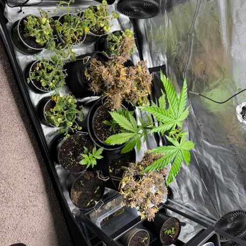 White Widow Automatic #2 growlog timeline photo