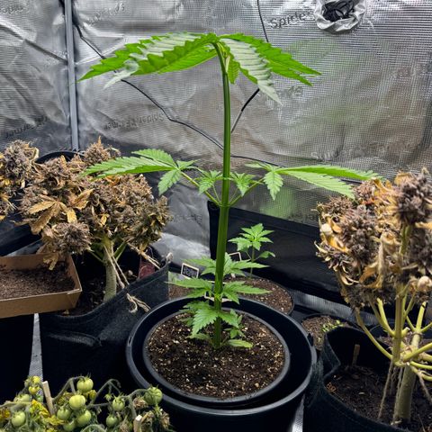 White Widow Automatic #2 growlog timeline photo