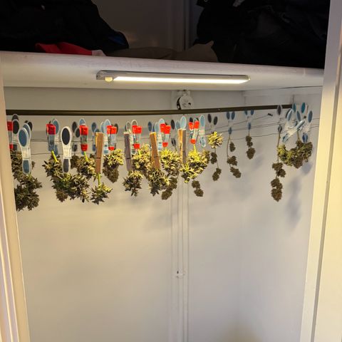 White Widow Automatic #2 growlog timeline photo