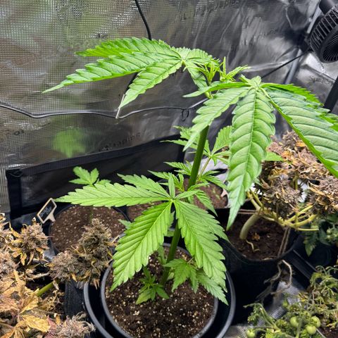 White Widow Automatic #2 growlog timeline photo