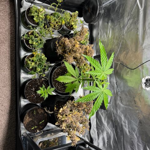 White Widow Automatic #2 growlog timeline photo