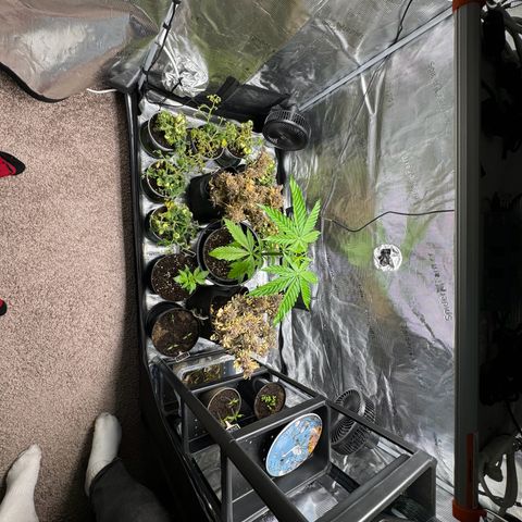 White Widow Automatic #2 growlog timeline photo