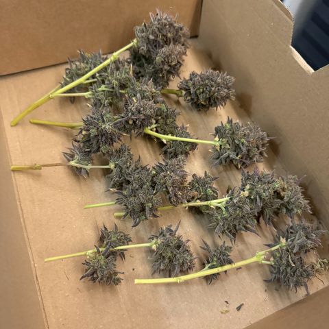White Widow Automatic #2 growlog timeline photo