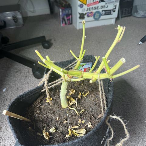 White Widow Automatic #2 growlog timeline photo