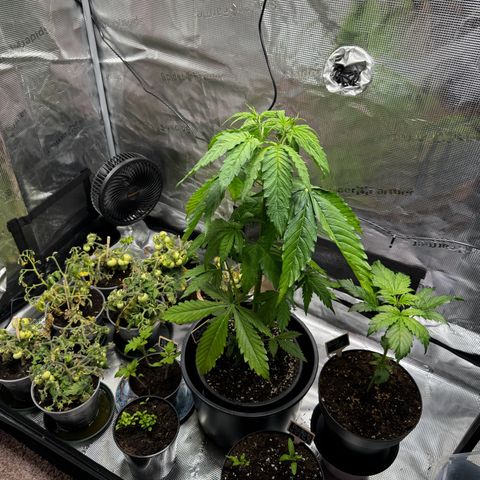 White Widow Automatic #2 growlog timeline photo