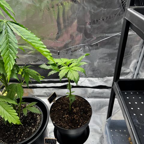 White Widow Automatic #2 growlog timeline photo