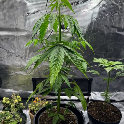 White Widow Automatic #2 growlog timeline photo