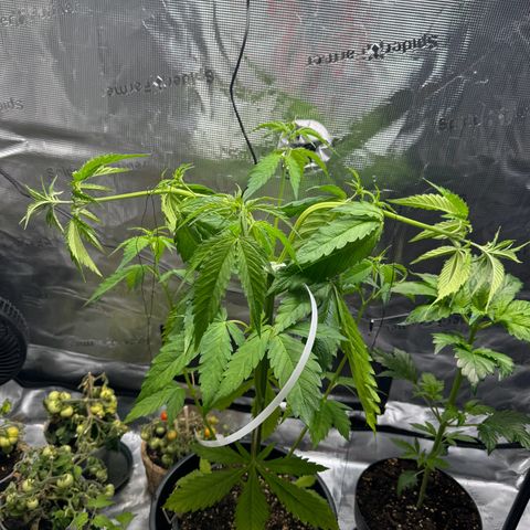 White Widow Automatic #2 growlog timeline photo