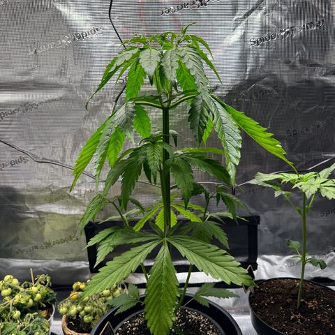 White Widow Automatic #2 growlog timeline photo