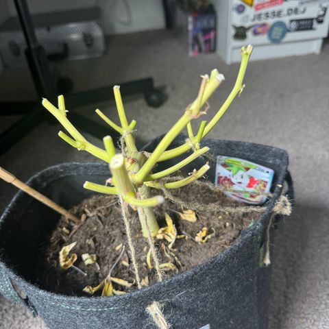 White Widow Automatic #2 growlog timeline photo