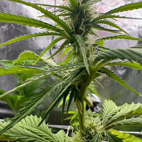 White Widow Automatic #2 growlog timeline photo