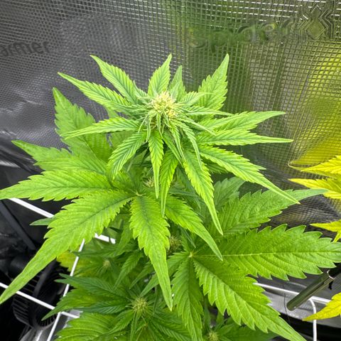 White Widow Automatic #2 growlog timeline photo