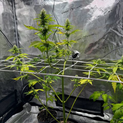 White Widow Automatic #2 growlog timeline photo