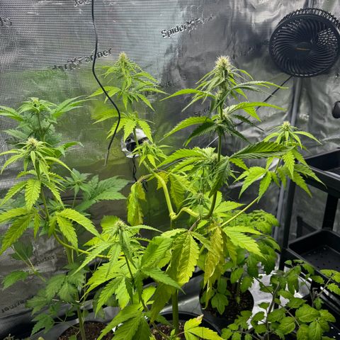 White Widow Automatic #2 growlog timeline photo