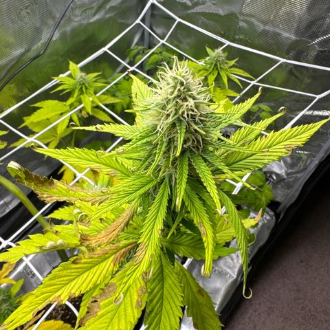 White Widow Automatic #2 growlog timeline photo