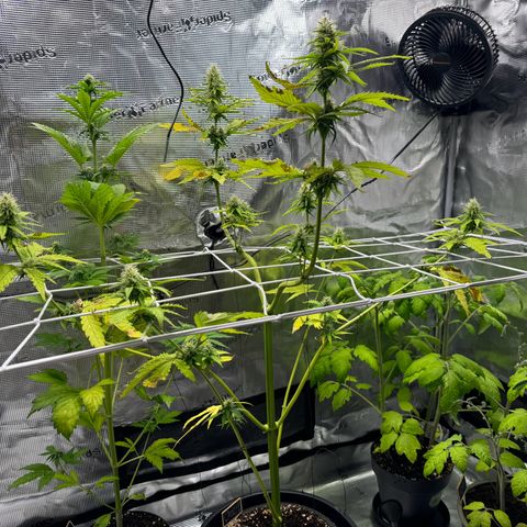 White Widow Automatic #2 growlog timeline photo