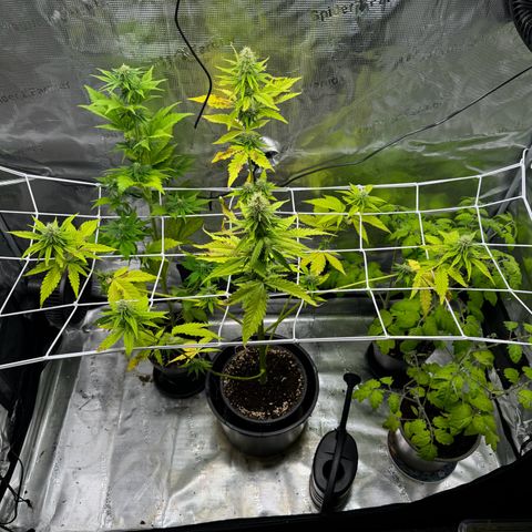 White Widow Automatic #2 growlog timeline photo