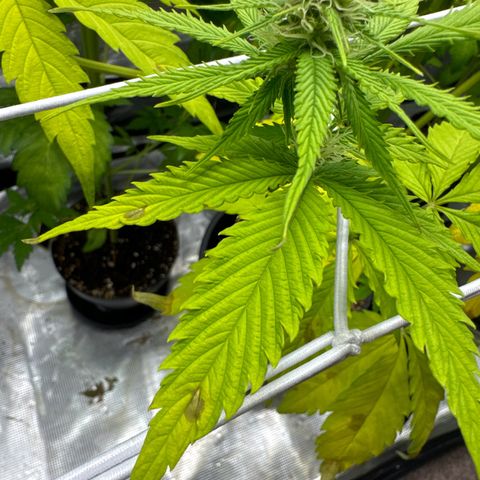 White Widow Automatic #2 growlog timeline photo