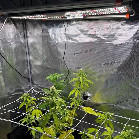 White Widow Automatic #2 growlog timeline photo