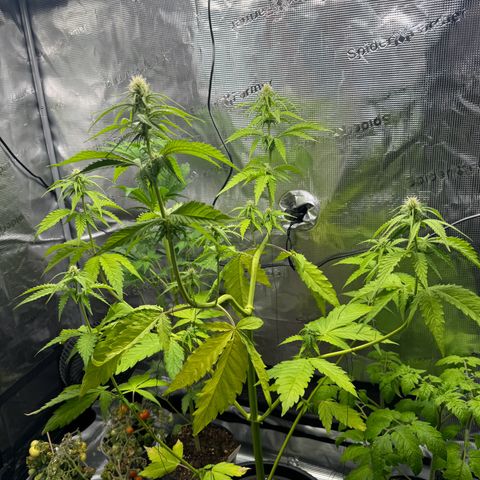 White Widow Automatic #2 growlog timeline photo