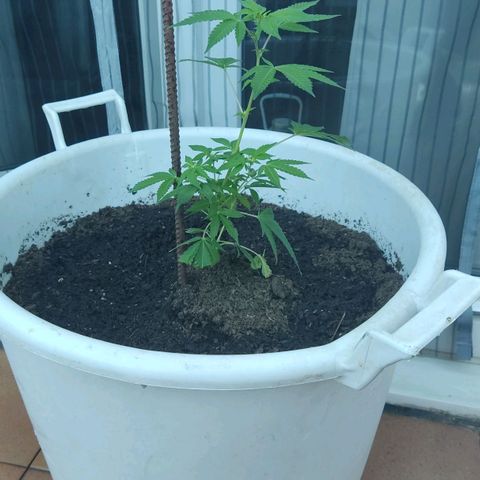 Gertru growlog timeline photo
