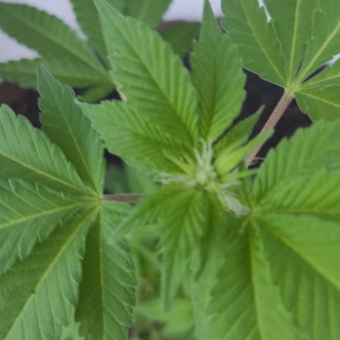 Gertru growlog timeline photo