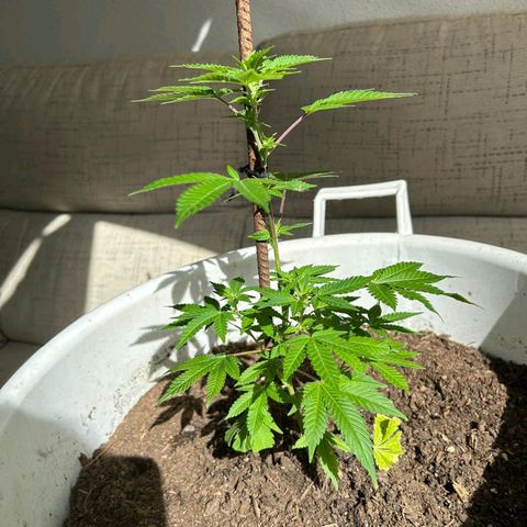 Gertru growlog timeline photo