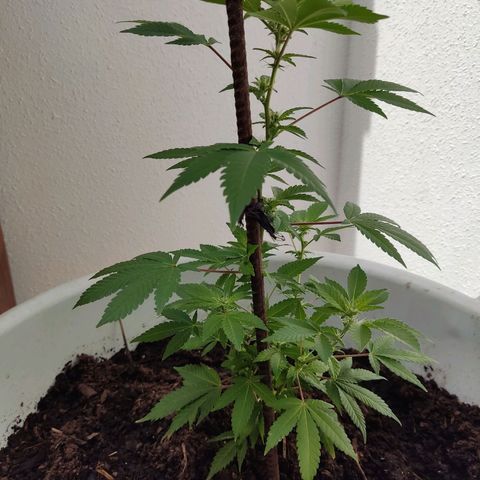 Gertru growlog timeline photo