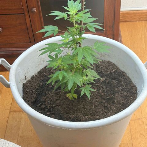 Gertru growlog timeline photo
