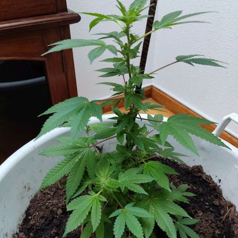 Gertru growlog photo: I think it has slight signs of over fertilization.
I'll see how it evolves in the next few days. 
Creo que tiene signos de sobrefertilización 
Veré en los próximos días cómo evoluciona 