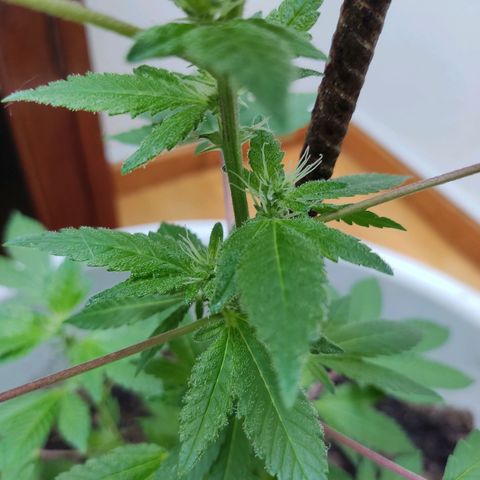 Gertru growlog photo: I think it has slight signs of over fertilization.
I'll see how it evolves in the next few days. 
Creo que tiene signos de sobrefertilización 
Veré en los próximos días cómo evoluciona 