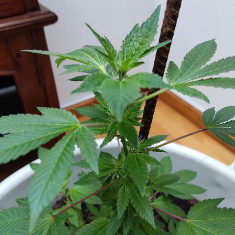 Gertru growlog photo: I think it has slight signs of over fertilization.
I'll see how it evolves in the next few days. 
Creo que tiene signos de sobrefertilización 
Veré en los próximos días cómo evoluciona 