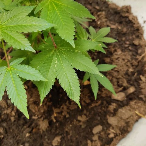 Gertru growlog photo: I think it has slight signs of over fertilization.
I'll see how it evolves in the next few days. 
Creo que tiene signos de sobrefertilización 
Veré en los próximos días cómo evoluciona 